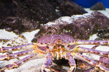 Kamchatka crab in the water. Close-up. Oceanarium