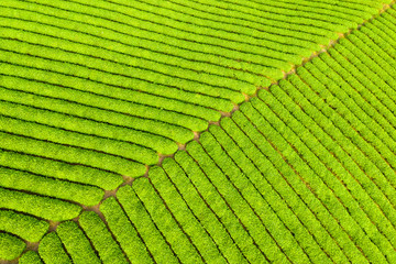 Fototapeta premium spring tea plantation background