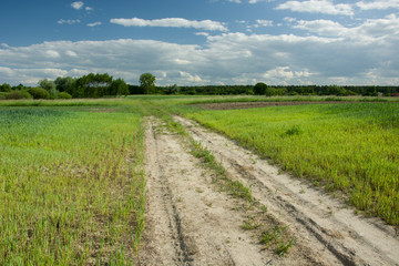 Fototapeta na wymiar Sandy road through green growing fields, forest and clouds on blue sky