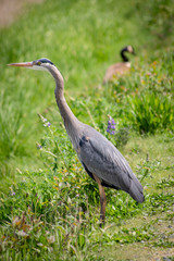 Great Blue Heron on guard