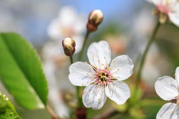 Flowering cherry branch with water drops after rain.against the blue sky