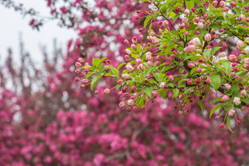 Fototapeta premium Begonia flowers and flower buds open in spring, outdoors，Malus spectabilis
