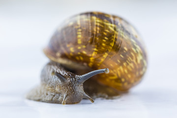 The beautiful macro shot of isolated funny inquisitive snail on the white background doing his slow stroll