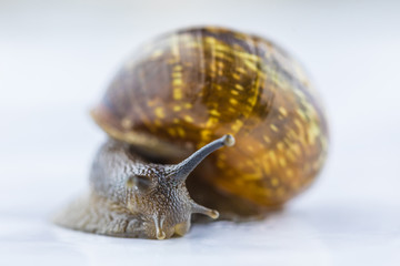 The beautiful macro shot of isolated funny inquisitive snail on the white background doing his slow...