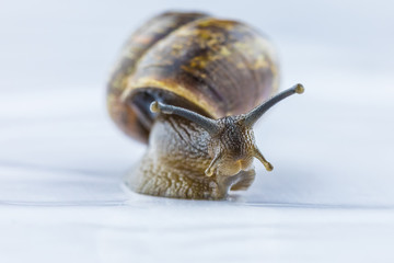 The beautiful macro shot of isolated funny inquisitive snail on the white background doing his slow stroll