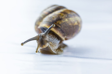 The beautiful macro shot of isolated funny inquisitive snail on the white background doing his slow...