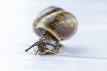 The beautiful macro shot of isolated funny inquisitive snail on the white background doing his slow stroll