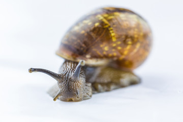 The beautiful macro shot of isolated funny inquisitive snail on the white background doing his slow stroll