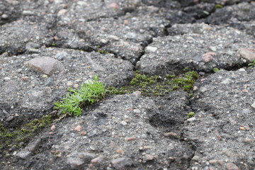 The grass sprout breaks through the crack in the asphalt after the rain