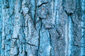 Background made of bark of wood