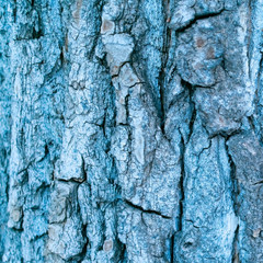 Background made of bark of wood