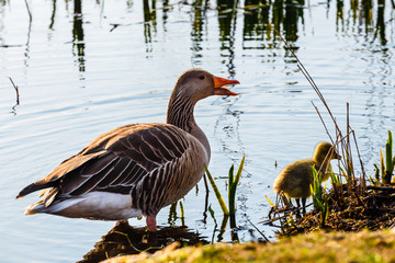 The European Greylags Goose with Chicks, closeup