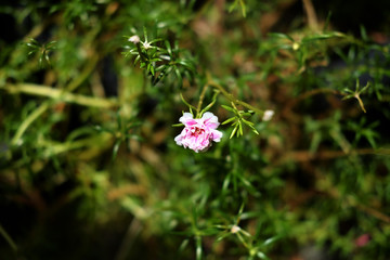 Pink common purslane or portulaca oleracea , verdolaga in garden.