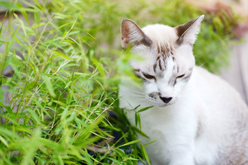 Grey cat relax with sunlight in natural of garden