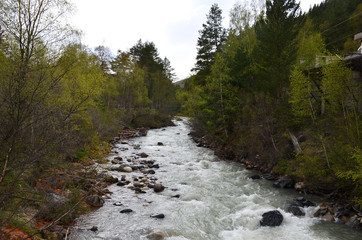 Mountain river surrounded by trees in the Elbrus region