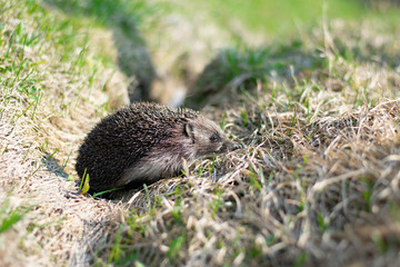 hedgehog in the grass