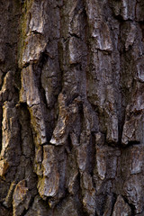 old tree bark