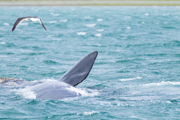 Fototapeta premium Whale watching from Valdes Peninsula,Argentina. Wildlife