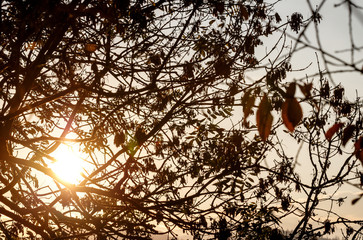 Sunset in the austrian alps with silhouette of a broad leaf tree in front of sunset in autumn