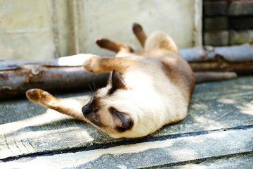 Siamese cat relax on concrete floor with sunlight in natural of garden