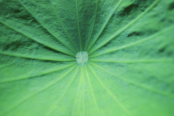 Lotus leaves texture and background