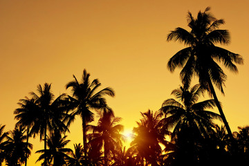 Obraz na płótnie Canvas Coconut tree with sunset