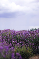 Lavender field in sunlight,Provence, Plateau Valensole. Beautiful image of lavender field.Lavender flower field, image for natural background.Very nice view of the lavender fields.