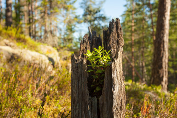 Plant growing in old tree stump
