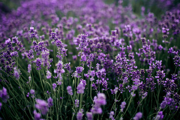 Lavender field in sunlight,Provence, Plateau Valensole. Beautiful image of lavender field.Lavender flower field, image for natural background.Very nice view of the lavender fields.