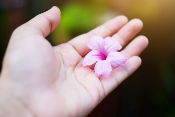 Beautiful pink flowers on woman hand with sunlight in garden