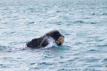Fototapeta premium Whale watching from Valdes Peninsula,Argentina. Wildlife