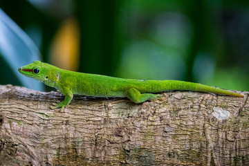 green lizard on a tree