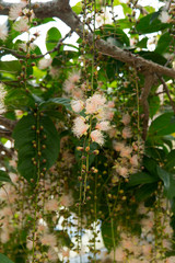 Flowers of powder-puff tree in Naha city,Okinawa