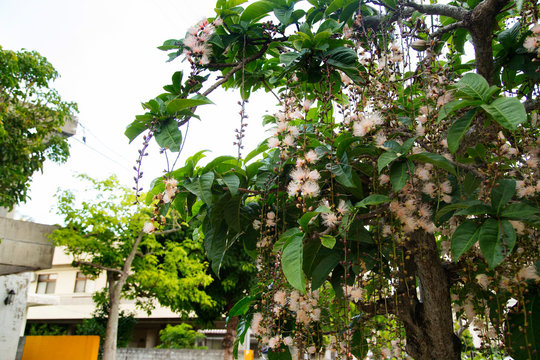 Flowers of powder-puff tree in Naha city,Okinawa