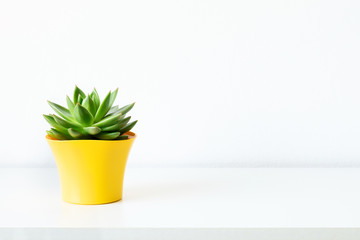 Succulent plant in bright yellow flower pot against white wall. House plant on white shelf with copy space.