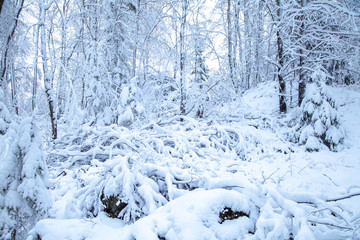 Fototapeta na wymiar trees in the snow, snowy forest. Winter tale.
