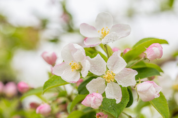 Begonia flowers and flower buds open in spring, outdoors，Malus spectabilis