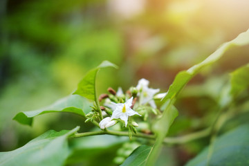 Homegrown vegetable. white flowers of Turkey berry or Pea Eggplant with sunlight in garden