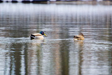 ducks in pond