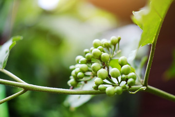 Homegrown vegetable.Turkey berry or Pea Eggplant with sunlight in garden