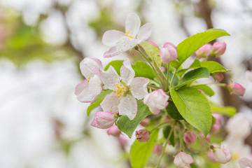 Begonia flowers and flower buds open in spring, outdoors，Malus spectabilis