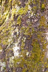 background of birch bark covered with green moss