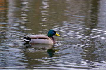 duck in spring