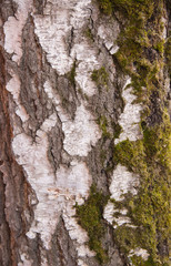 Fototapeta na wymiar background of birch bark covered with green moss