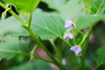 Homegrown vegetable. Purple flowers of green brinjal or round eggplant with sunlight in garden