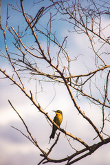 Blue-tailed Bee-eater bird sitting on branch in national park of Sri-Lanka