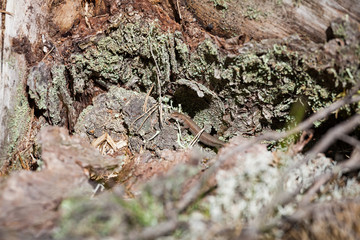 Small lizard in forest at sunlight