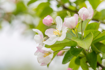 Begonia flowers and flower buds open in spring, outdoors，Malus spectabilis