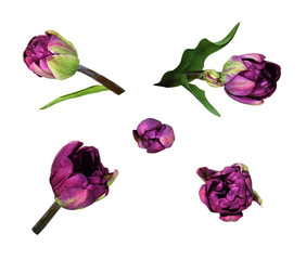 Set of purple peony tulip flowers