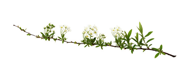 Obraz na płótnie Canvas Spring twig of spiraea flowers and buds